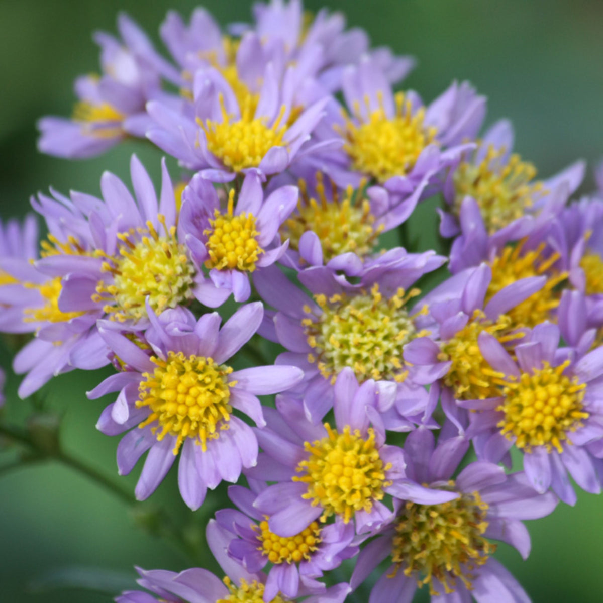 Tatarian Aster Seeds - China Aster, Fall Blooms, 20 seeds