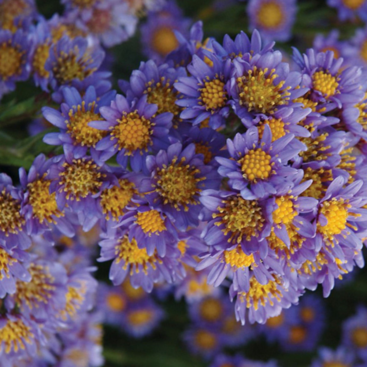 Tatarian Aster Seeds - China Aster, Fall Blooms, 20 seeds