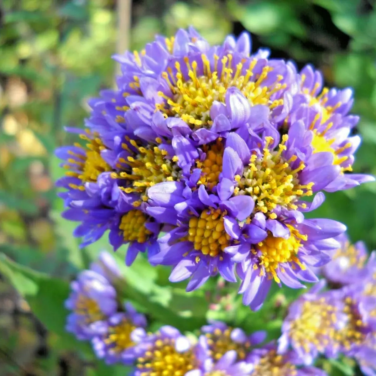 20s | Tatarian Aster Seeds - China Aster – Heirloom – Non-GMO – Fall Blooms – Pollinator Friendly – Perennial & Annual – Easy to Grow – Colorful Autumn Flowers – Garden to Table – Cottage Garden#8046