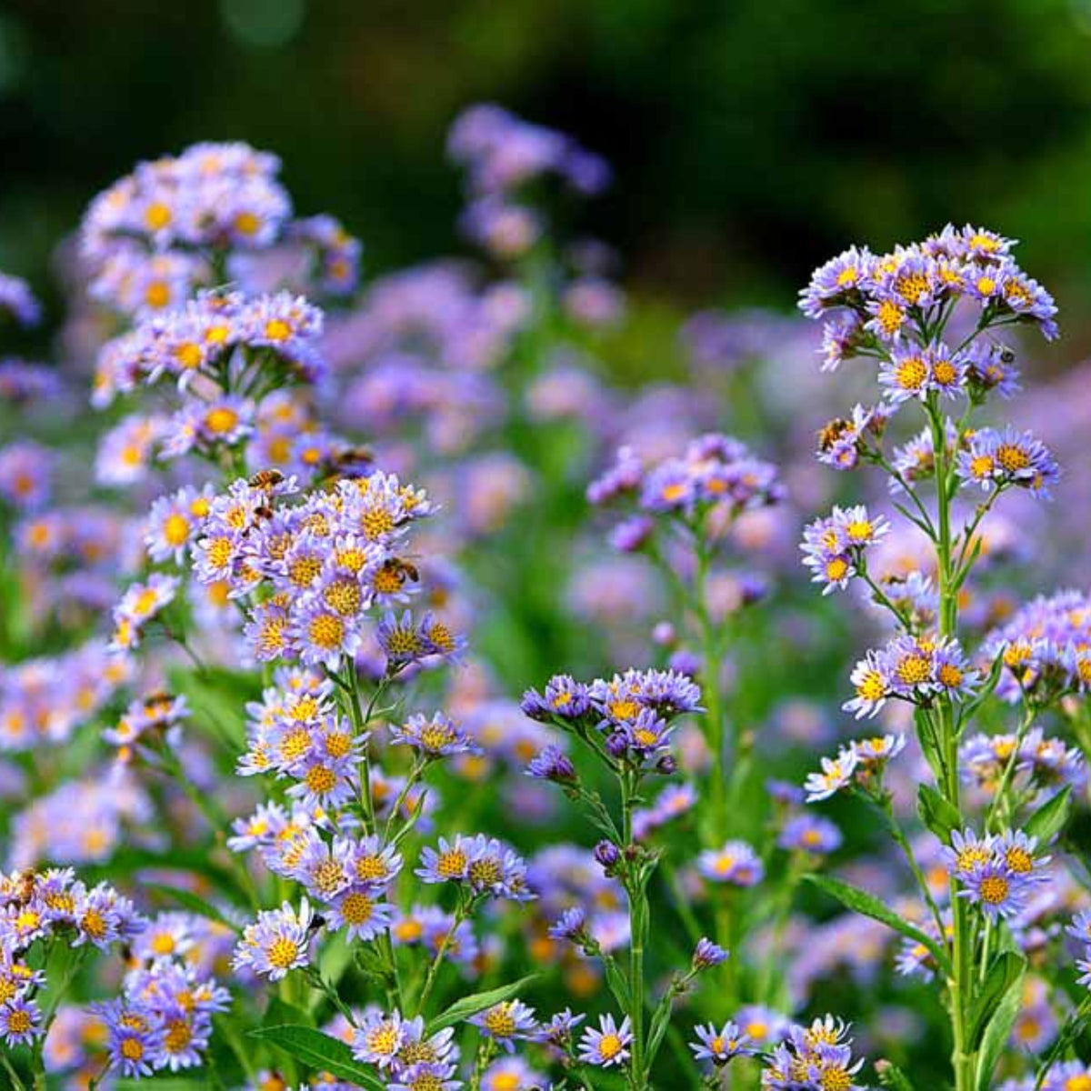 Tatarian Aster Seeds - China Aster, Fall Blooms, 20 seeds