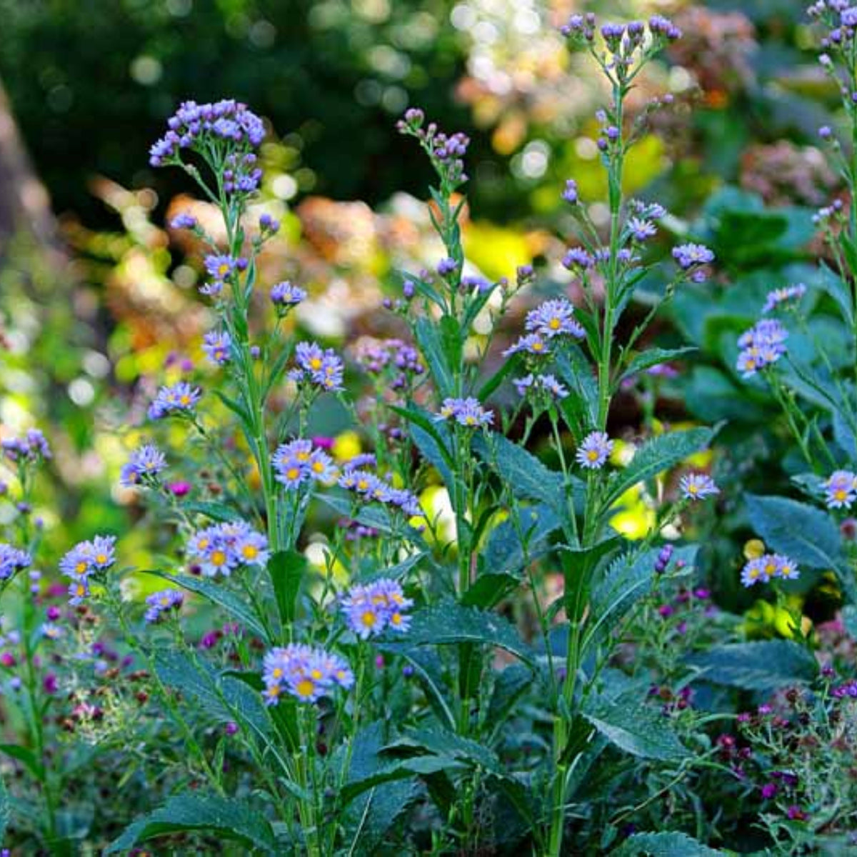 Tatarian Aster Seeds - China Aster, Fall Blooms, 20 seeds