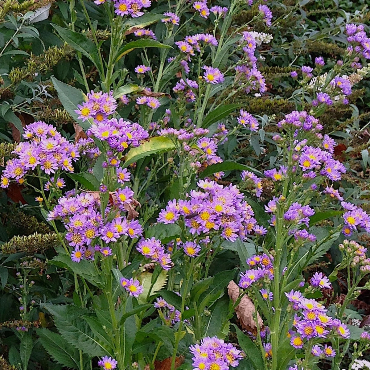 Tatarian Aster Seeds - China Aster, Fall Blooms, 20 seeds