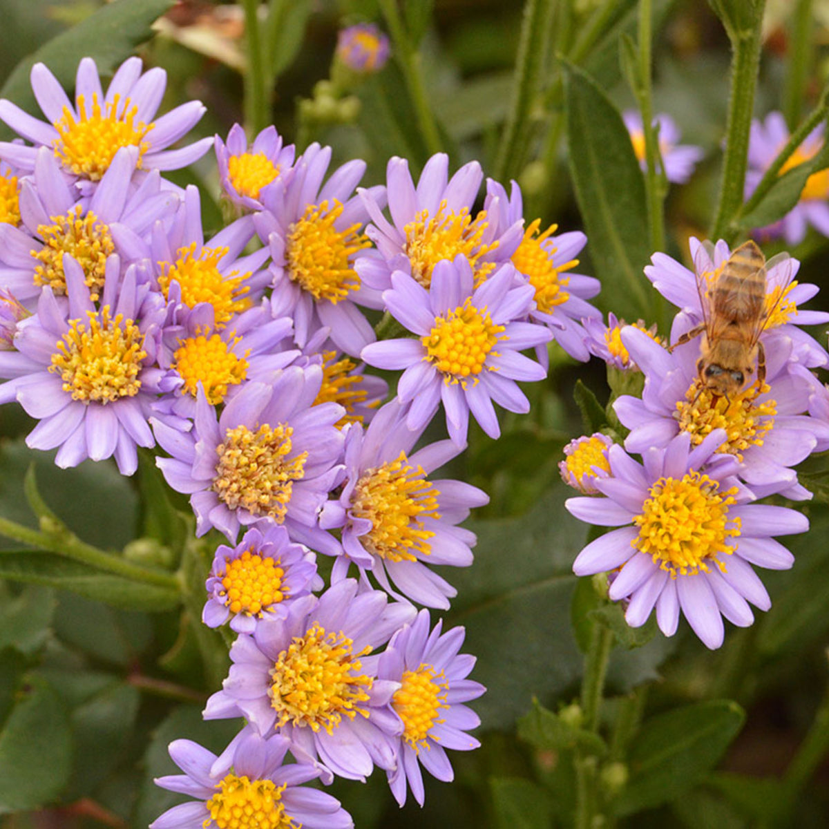 Tatarian Aster Seeds - China Aster, Fall Blooms, 20 seeds