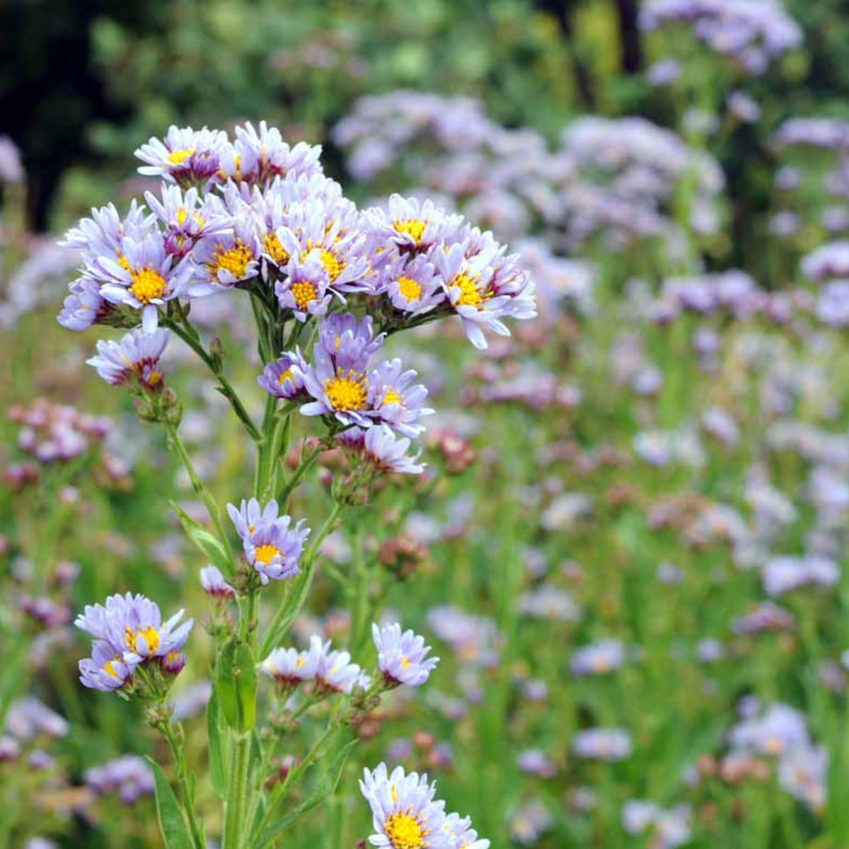 Tatarian Aster Seeds - China Aster, Fall Blooms, 20 seeds