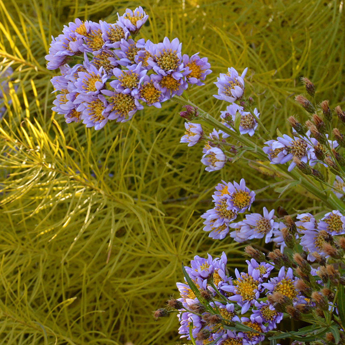 Tatarian Aster Seeds - China Aster, Fall Blooms, 20 seeds