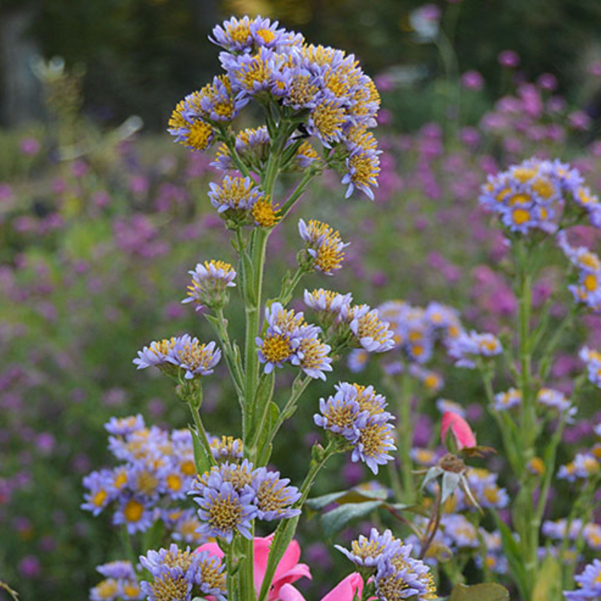 Tatarian Aster Seeds - China Aster, Fall Blooms, 20 seeds