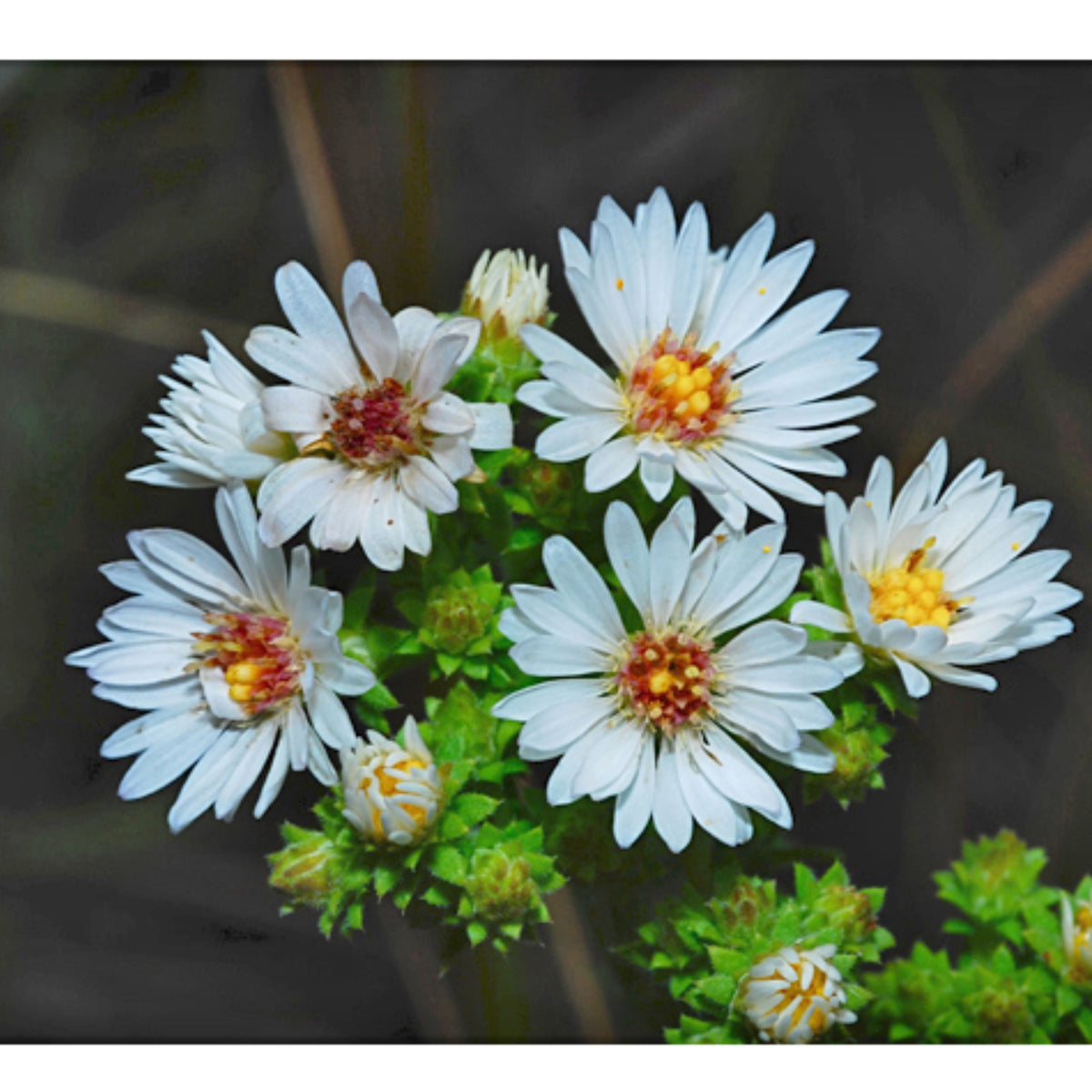 20s | Aster ericoides (Heath Aster) Aster Seeds – Heirloom – Non-GMO – Fall Blooms – Pollinator Friendly – Perennial & Annual – Easy to Grow – Colorful Autumn Flowers – Garden to Table – Cottage Garden #8047