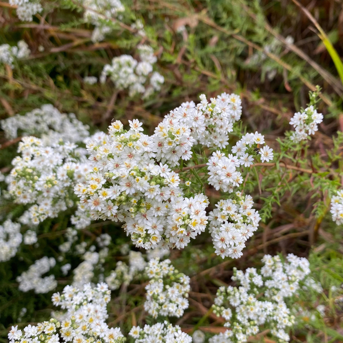 20s | Aster ericoides (Heath Aster) Aster Seeds – Heirloom – Non-GMO – Fall Blooms – Pollinator Friendly – Perennial & Annual – Easy to Grow – Colorful Autumn Flowers – Garden to Table – Cottage Garden #8047
