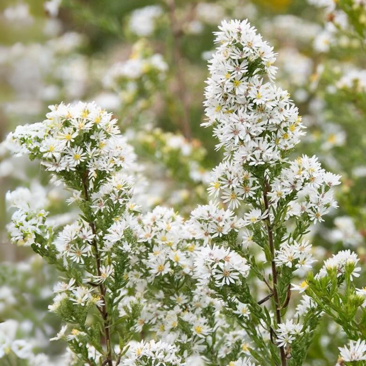 20s | Aster ericoides (Heath Aster) Aster Seeds – Heirloom – Non-GMO – Fall Blooms – Pollinator Friendly – Perennial & Annual – Easy to Grow – Colorful Autumn Flowers – Garden to Table – Cottage Garden #8047