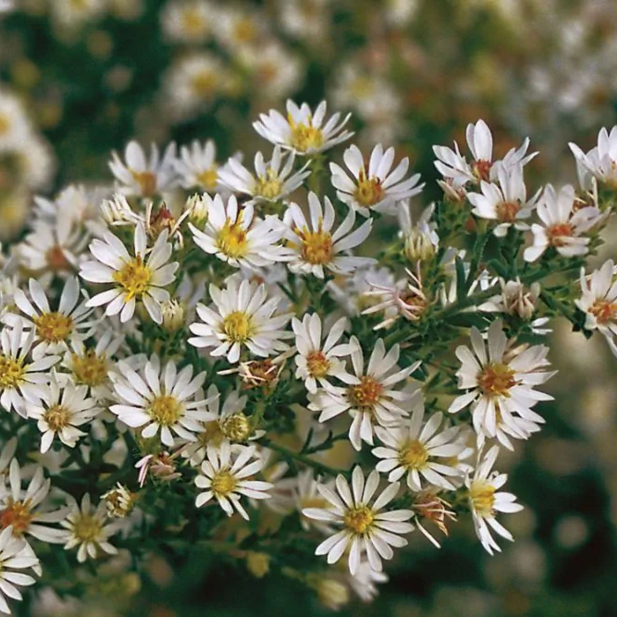 20s | Aster ericoides (Heath Aster) Aster Seeds – Heirloom – Non-GMO – Fall Blooms – Pollinator Friendly – Perennial & Annual – Easy to Grow – Colorful Autumn Flowers – Garden to Table – Cottage Garden #8047