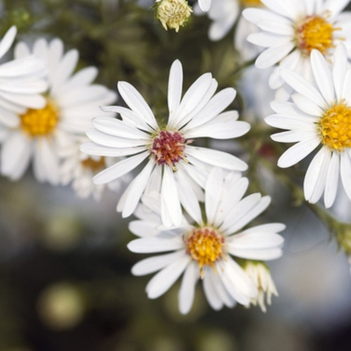 20s | Aster ericoides (Heath Aster) Aster Seeds – Heirloom – Non-GMO – Fall Blooms – Pollinator Friendly – Perennial & Annual – Easy to Grow – Colorful Autumn Flowers – Garden to Table – Cottage Garden #8047
