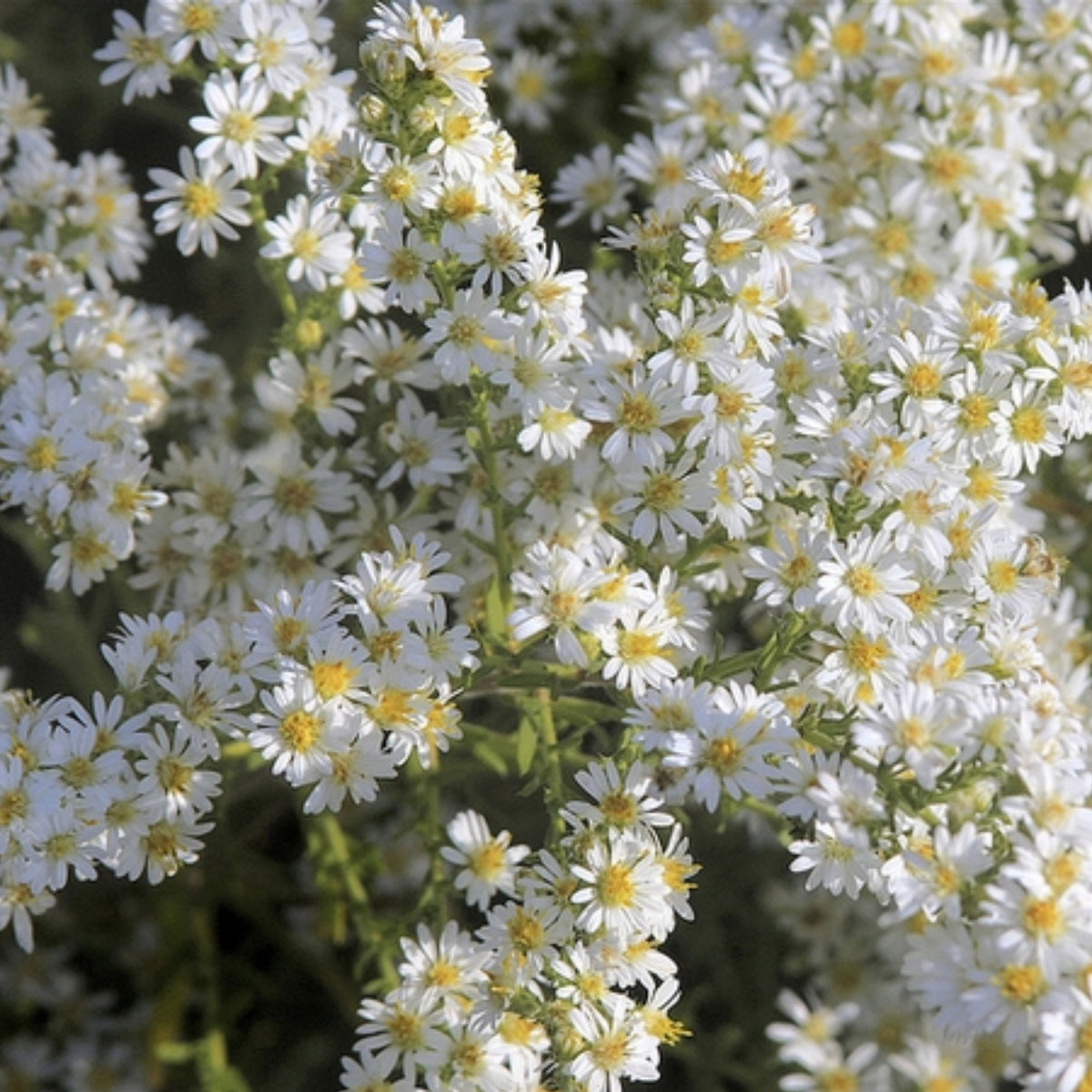 20s | Aster ericoides (Heath Aster) Aster Seeds – Heirloom – Non-GMO – Fall Blooms – Pollinator Friendly – Perennial & Annual – Easy to Grow – Colorful Autumn Flowers – Garden to Table – Cottage Garden #8047