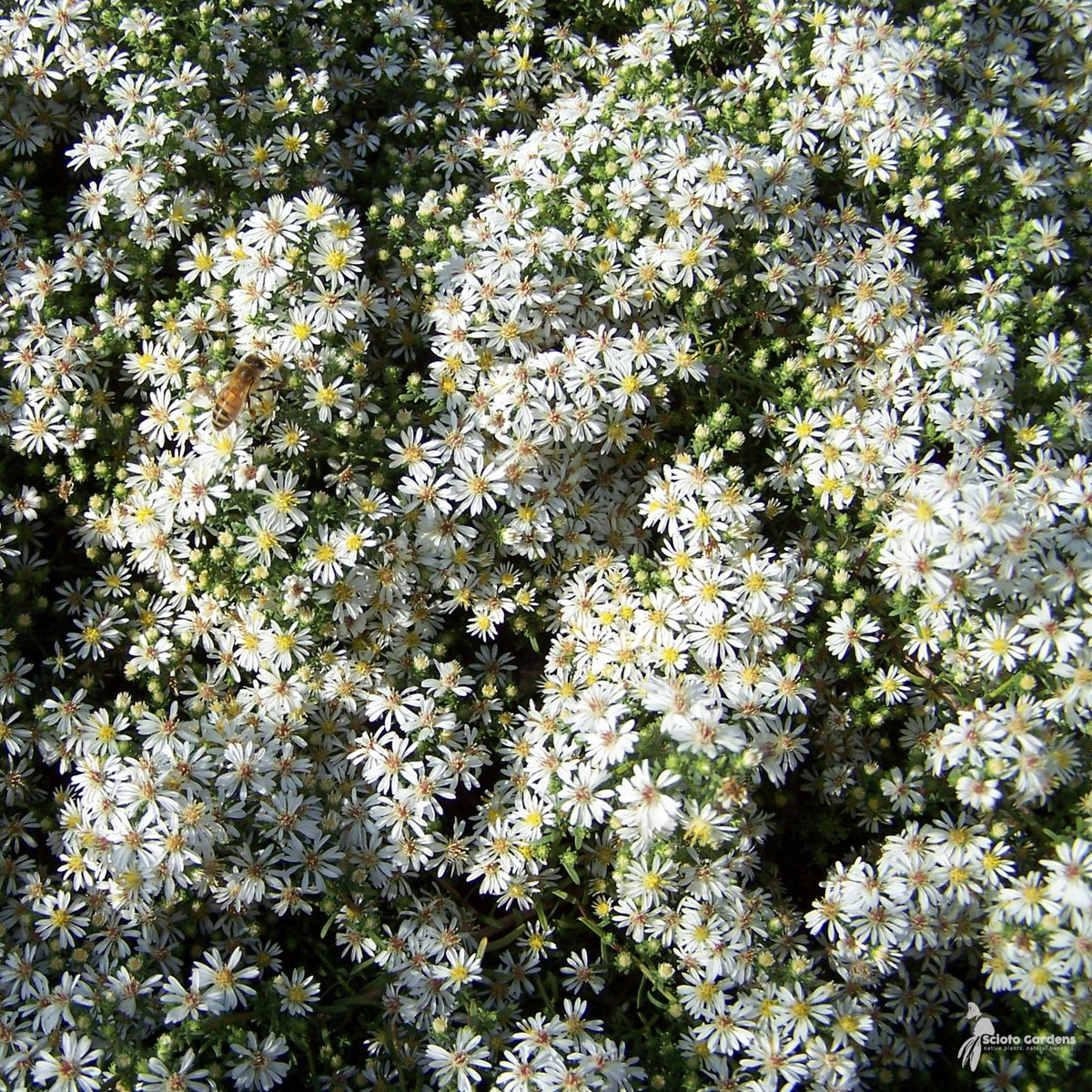20s | Aster ericoides (Heath Aster) Aster Seeds – Heirloom – Non-GMO – Fall Blooms – Pollinator Friendly – Perennial & Annual – Easy to Grow – Colorful Autumn Flowers – Garden to Table – Cottage Garden #8047