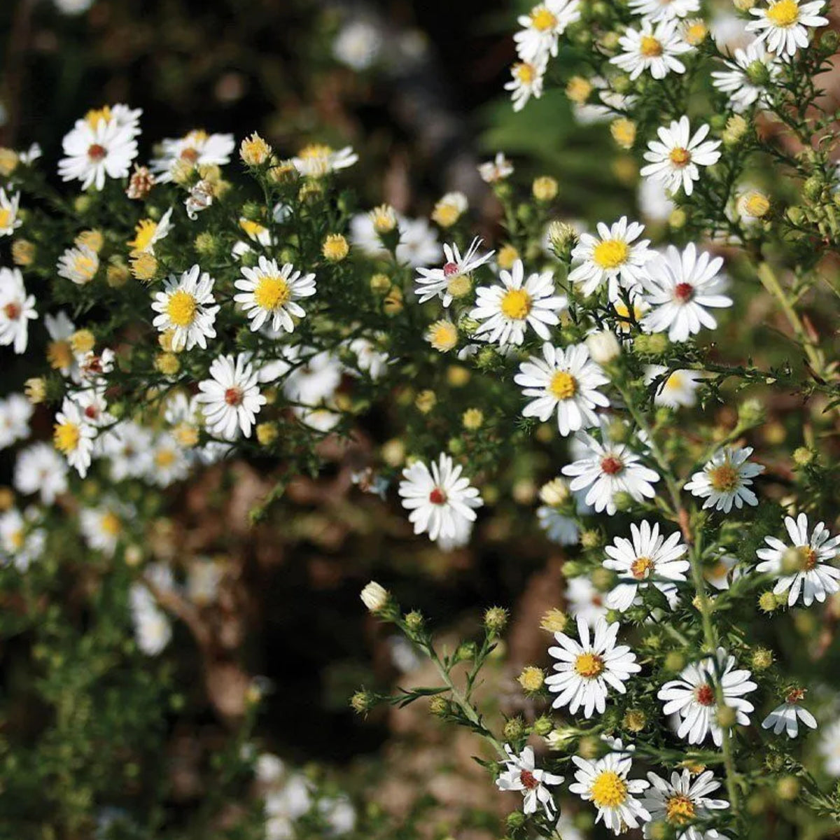 20s | Aster ericoides (Heath Aster) Aster Seeds – Heirloom – Non-GMO – Fall Blooms – Pollinator Friendly – Perennial & Annual – Easy to Grow – Colorful Autumn Flowers – Garden to Table – Cottage Garden #8047