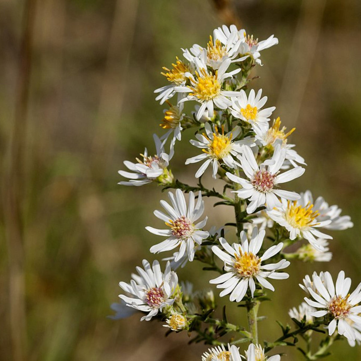 20s | Aster ericoides (Heath Aster) Aster Seeds – Heirloom – Non-GMO – Fall Blooms – Pollinator Friendly – Perennial & Annual – Easy to Grow – Colorful Autumn Flowers – Garden to Table – Cottage Garden #8047