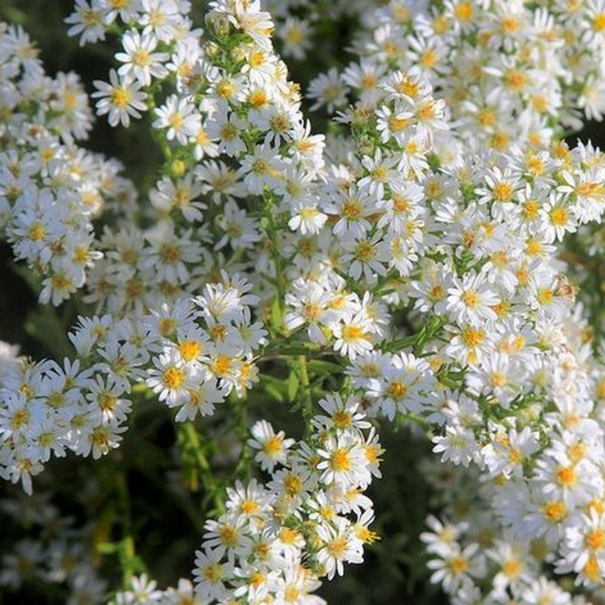 20s | Aster ericoides (Heath Aster) Aster Seeds – Heirloom – Non-GMO – Fall Blooms – Pollinator Friendly – Perennial & Annual – Easy to Grow – Colorful Autumn Flowers – Garden to Table – Cottage Garden #8047