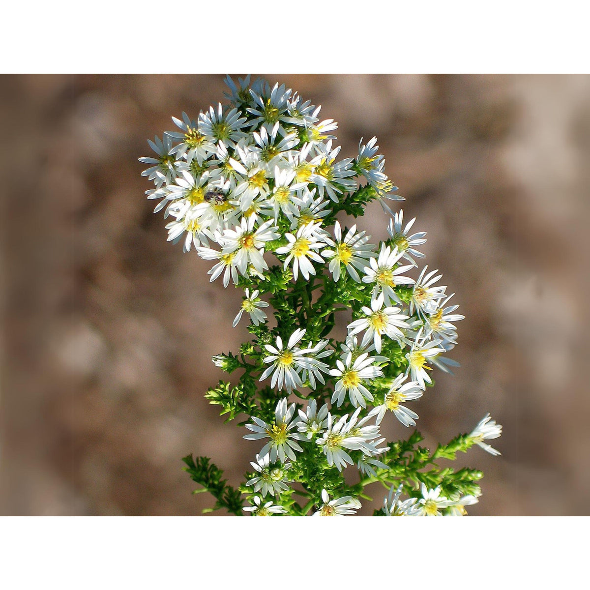 20s | Aster ericoides (Heath Aster) Aster Seeds – Heirloom – Non-GMO – Fall Blooms – Pollinator Friendly – Perennial & Annual – Easy to Grow – Colorful Autumn Flowers – Garden to Table – Cottage Garden #8047