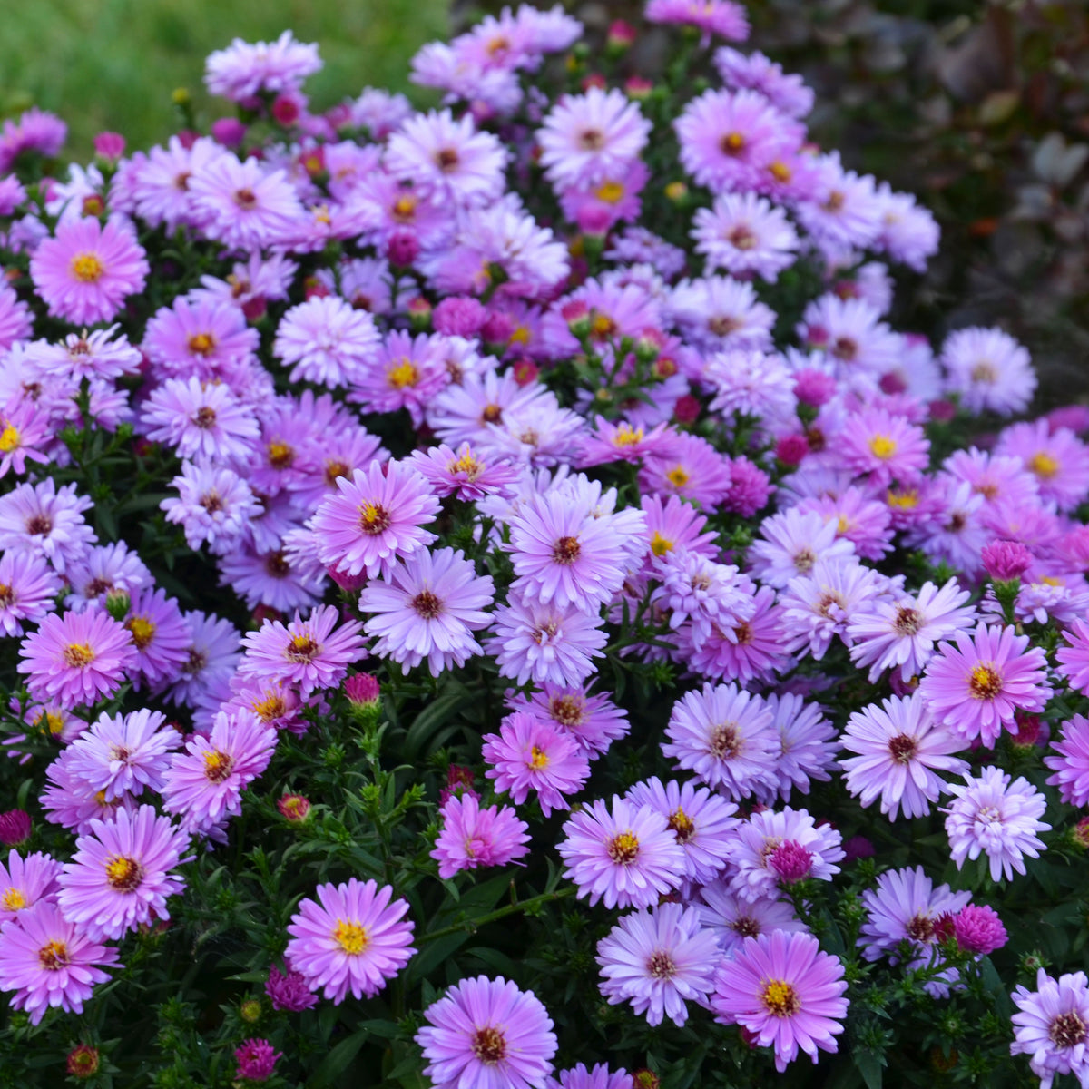 20s | Aster dumosus (Bushy Aster) Seeds-China Aster – Heirloom – Non-GMO – Fall Blooms – Pollinator Friendly – Perennial & Annual – Easy to Grow – Colorful Autumn Flowers – Garden to Table – Cottage Garden#8048