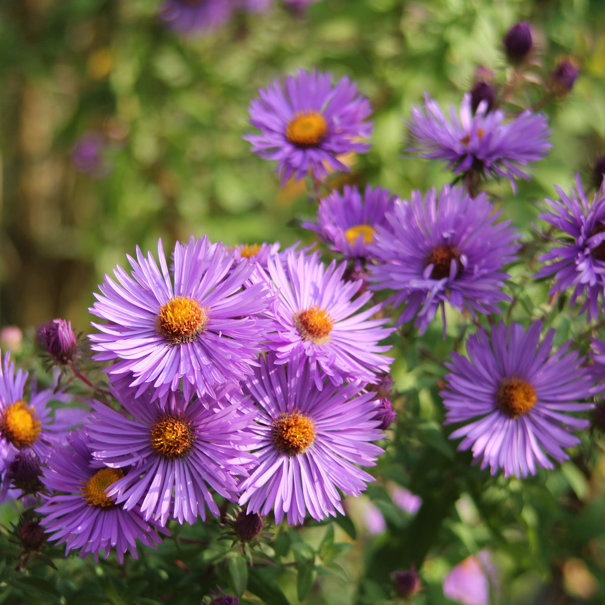 Aster Dumosus(Bushy Aster) Seeds - Colorful Autumn Blooms, 20 seeds