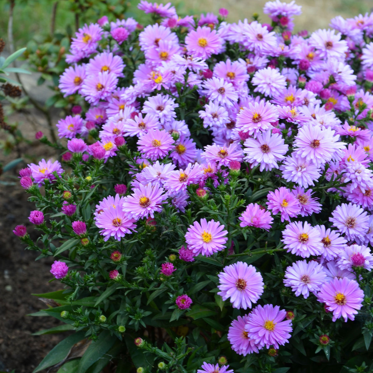 20s | Aster dumosus (Bushy Aster) Seeds-China Aster – Heirloom – Non-GMO – Fall Blooms – Pollinator Friendly – Perennial & Annual – Easy to Grow – Colorful Autumn Flowers – Garden to Table – Cottage Garden#8048