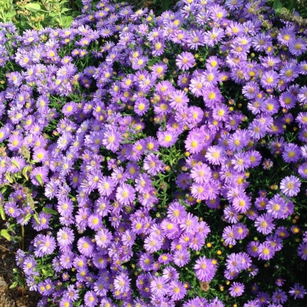 20s | Aster dumosus (Bushy Aster) Seeds-China Aster – Heirloom – Non-GMO – Fall Blooms – Pollinator Friendly – Perennial & Annual – Easy to Grow – Colorful Autumn Flowers – Garden to Table – Cottage Garden#8048