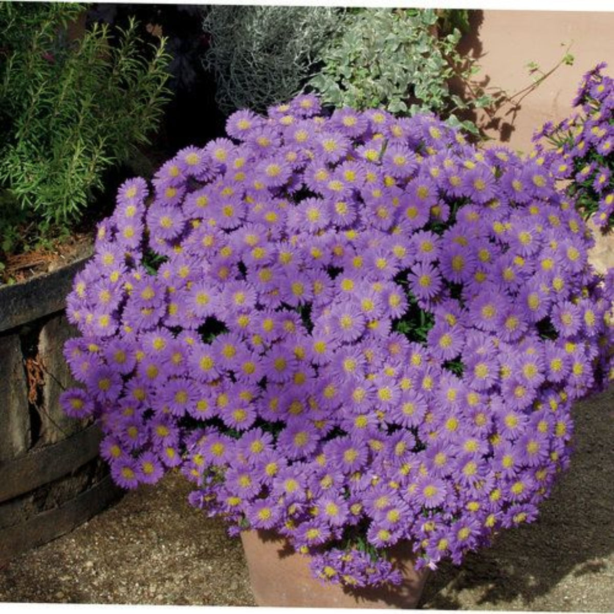 20s | Aster dumosus (Bushy Aster) Seeds-China Aster – Heirloom – Non-GMO – Fall Blooms – Pollinator Friendly – Perennial & Annual – Easy to Grow – Colorful Autumn Flowers – Garden to Table – Cottage Garden#8048