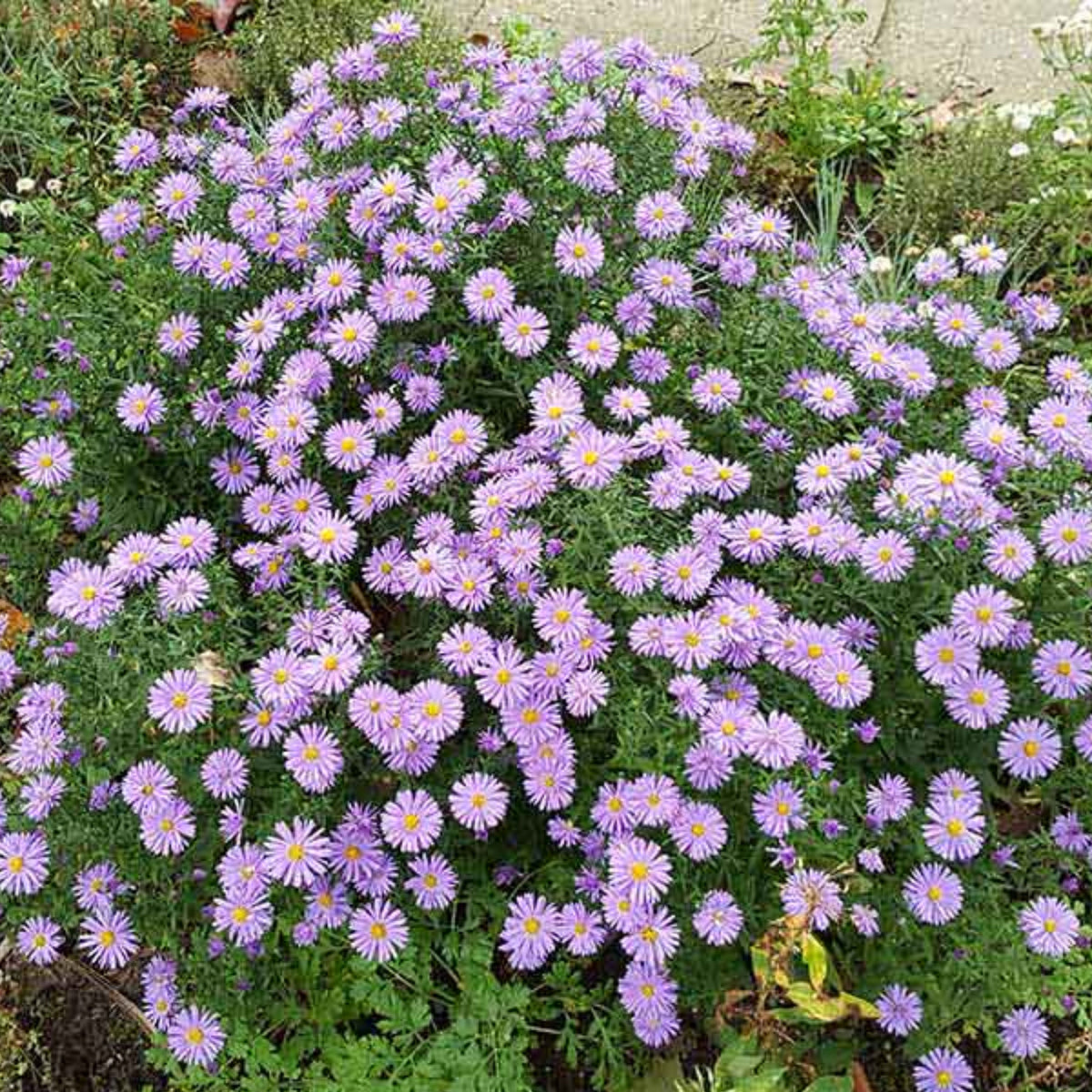 20s | Aster dumosus (Bushy Aster) Seeds-China Aster – Heirloom – Non-GMO – Fall Blooms – Pollinator Friendly – Perennial & Annual – Easy to Grow – Colorful Autumn Flowers – Garden to Table – Cottage Garden#8048