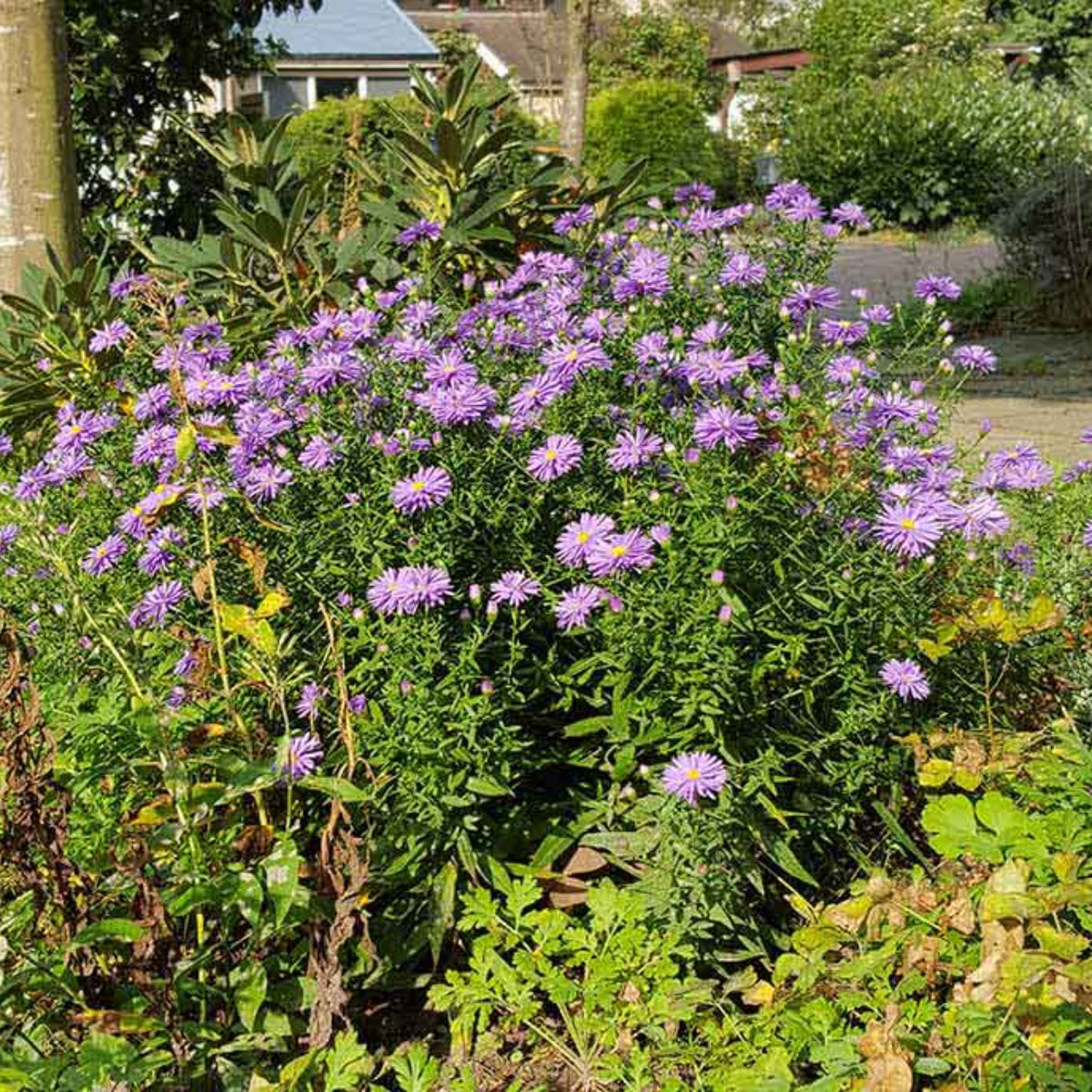 20s | Aster dumosus (Bushy Aster) Seeds-China Aster – Heirloom – Non-GMO – Fall Blooms – Pollinator Friendly – Perennial & Annual – Easy to Grow – Colorful Autumn Flowers – Garden to Table – Cottage Garden#8048