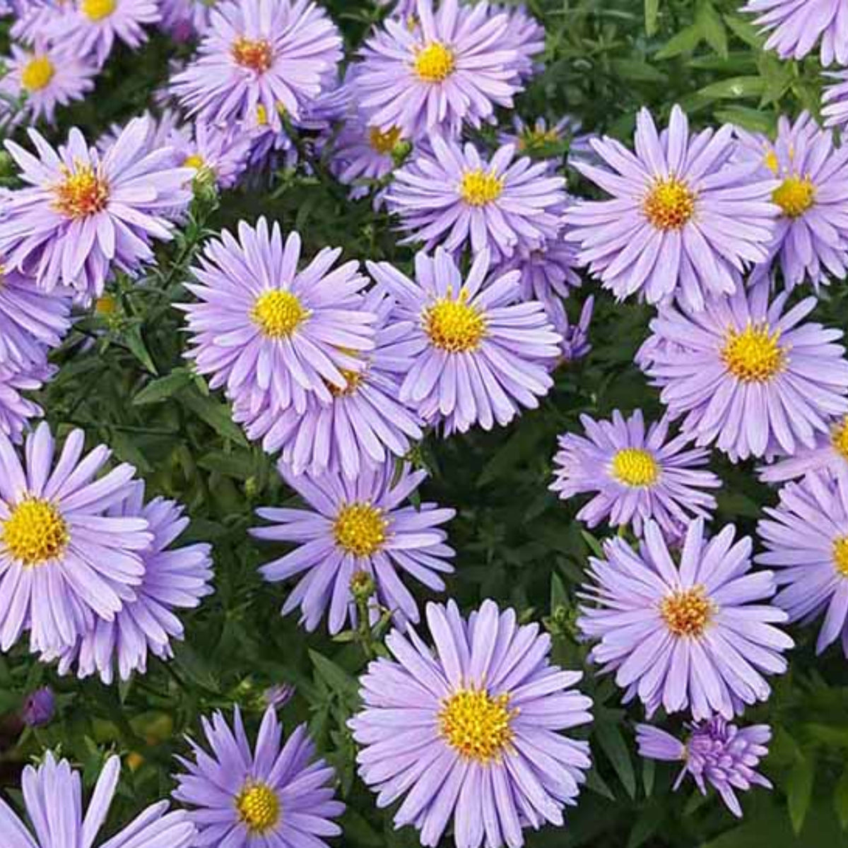 20s | Aster dumosus (Bushy Aster) Seeds-China Aster – Heirloom – Non-GMO – Fall Blooms – Pollinator Friendly – Perennial & Annual – Easy to Grow – Colorful Autumn Flowers – Garden to Table – Cottage Garden#8048