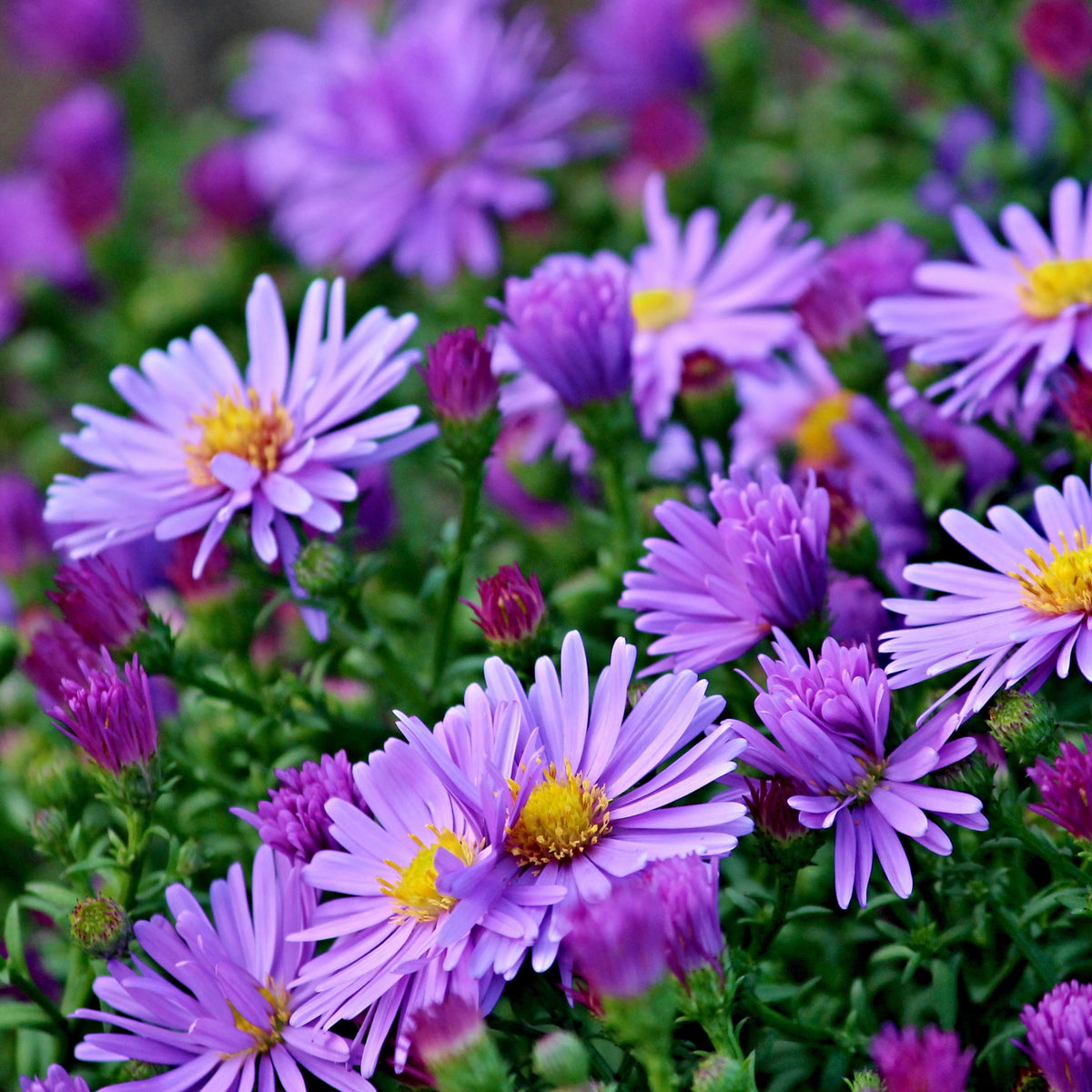 20s | Aster dumosus (Bushy Aster) Seeds-China Aster – Heirloom – Non-GMO – Fall Blooms – Pollinator Friendly – Perennial & Annual – Easy to Grow – Colorful Autumn Flowers – Garden to Table – Cottage Garden#8048