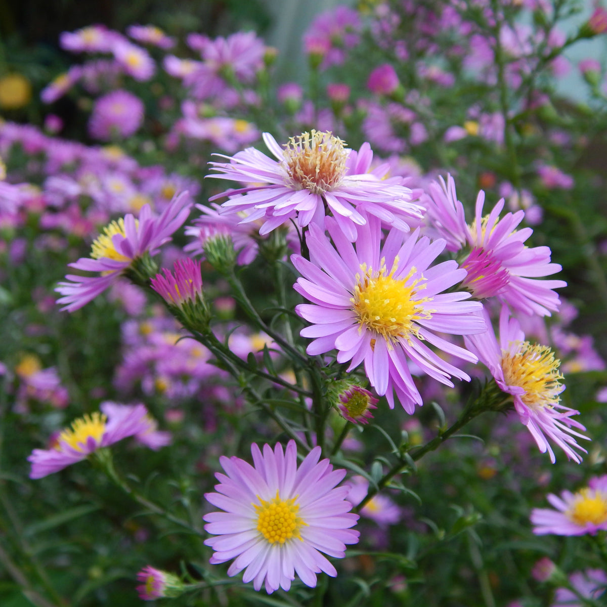 20s | Aster dumosus (Bushy Aster) Seeds-China Aster – Heirloom – Non-GMO – Fall Blooms – Pollinator Friendly – Perennial & Annual – Easy to Grow – Colorful Autumn Flowers – Garden to Table – Cottage Garden#8048