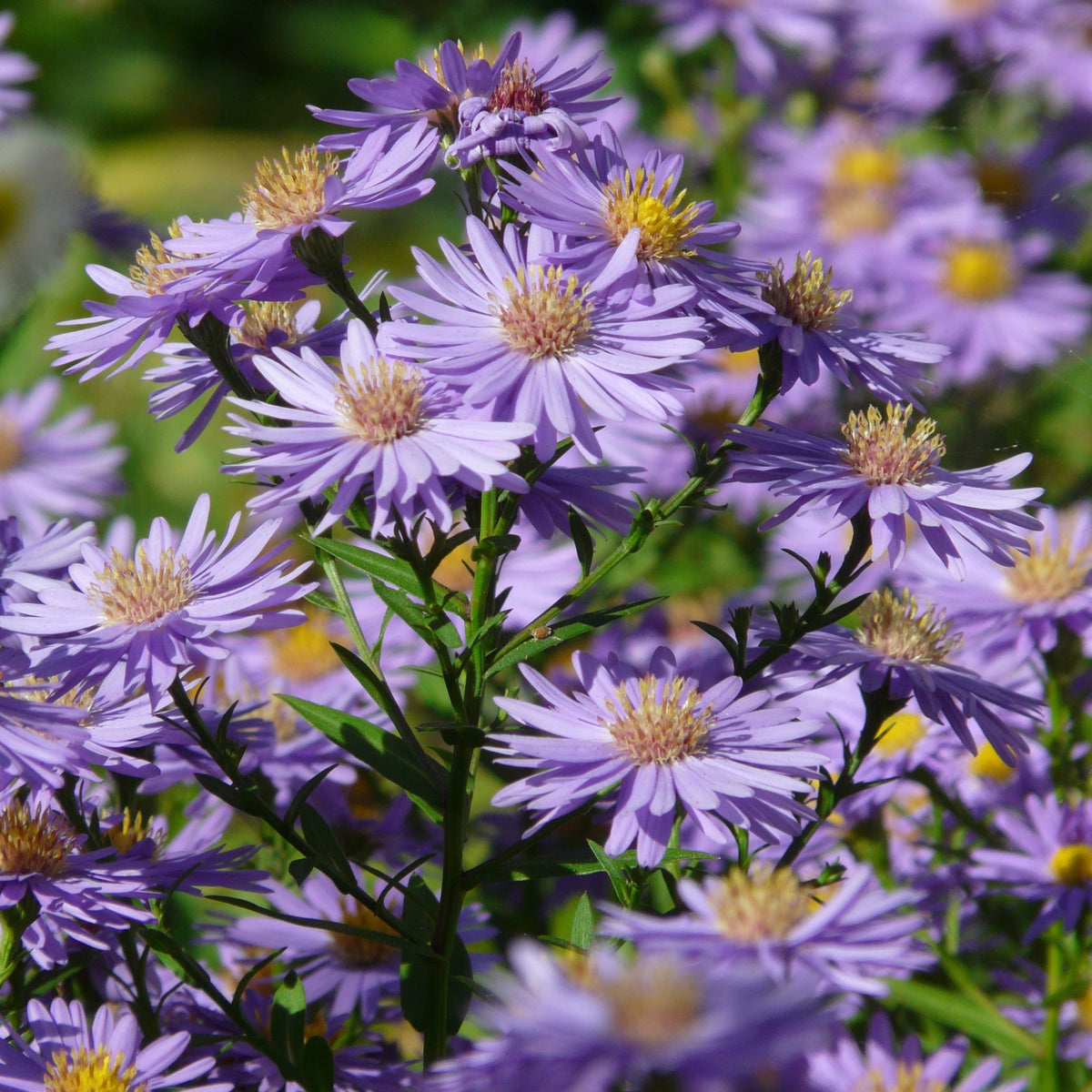 20s | Aster dumosus (Bushy Aster) Seeds-China Aster – Heirloom – Non-GMO – Fall Blooms – Pollinator Friendly – Perennial & Annual – Easy to Grow – Colorful Autumn Flowers – Garden to Table – Cottage Garden#8048