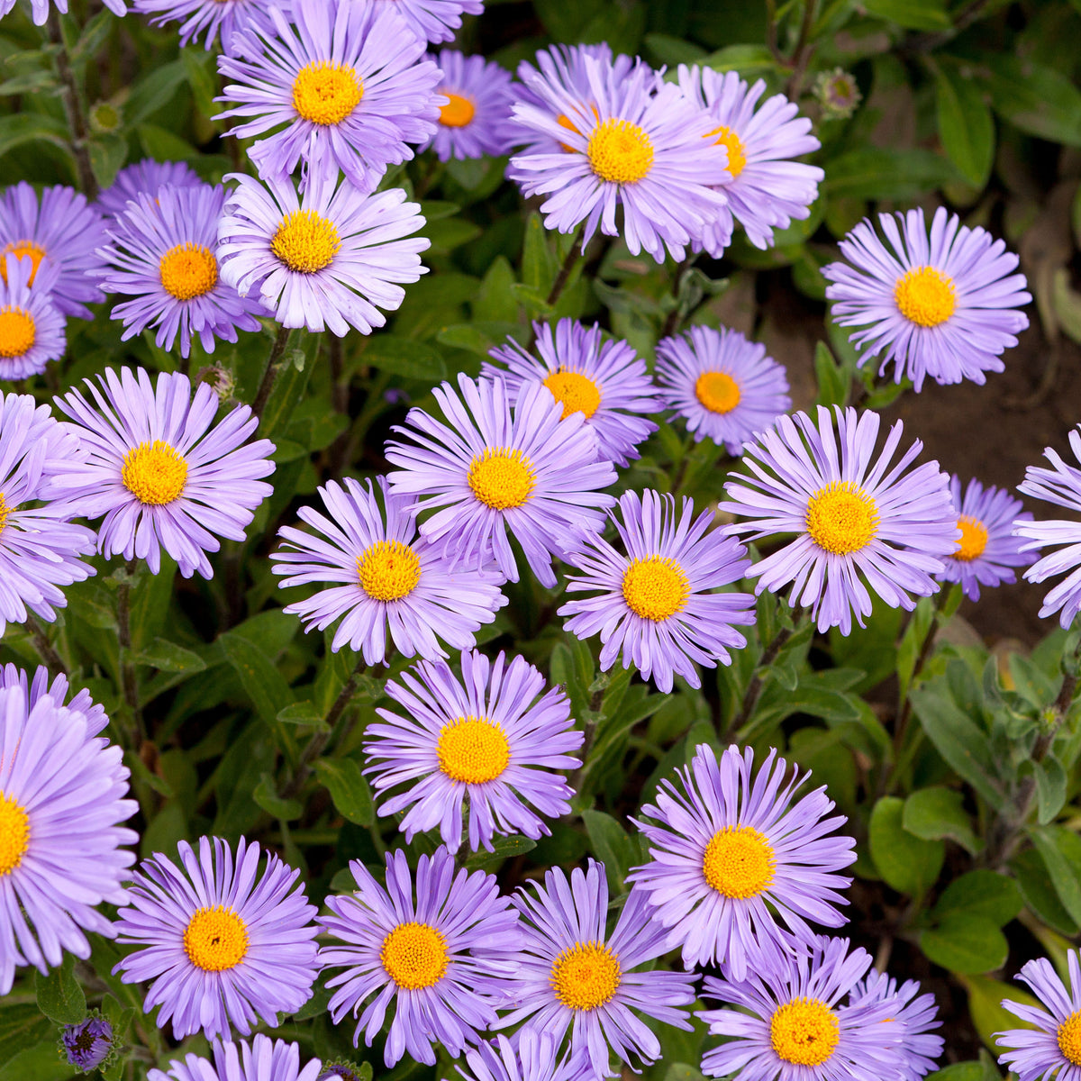 20s | Aster dumosus (Bushy Aster) Seeds-China Aster – Heirloom – Non-GMO – Fall Blooms – Pollinator Friendly – Perennial & Annual – Easy to Grow – Colorful Autumn Flowers – Garden to Table – Cottage Garden#8048