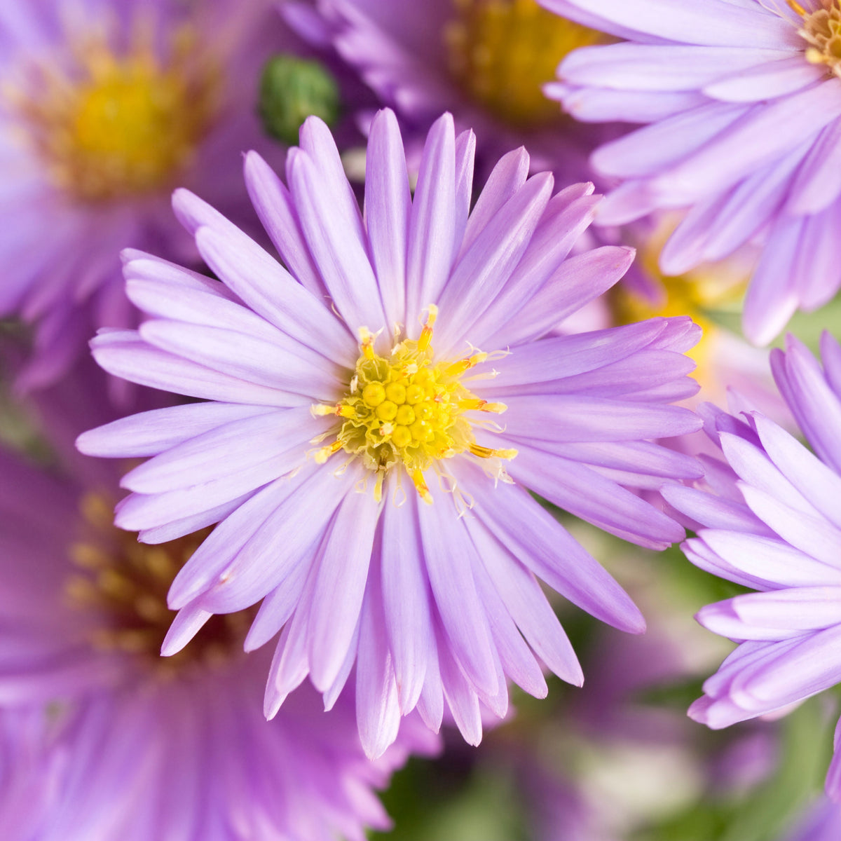 20s | Aster dumosus (Bushy Aster) Seeds-China Aster – Heirloom – Non-GMO – Fall Blooms – Pollinator Friendly – Perennial & Annual – Easy to Grow – Colorful Autumn Flowers – Garden to Table – Cottage Garden#8048