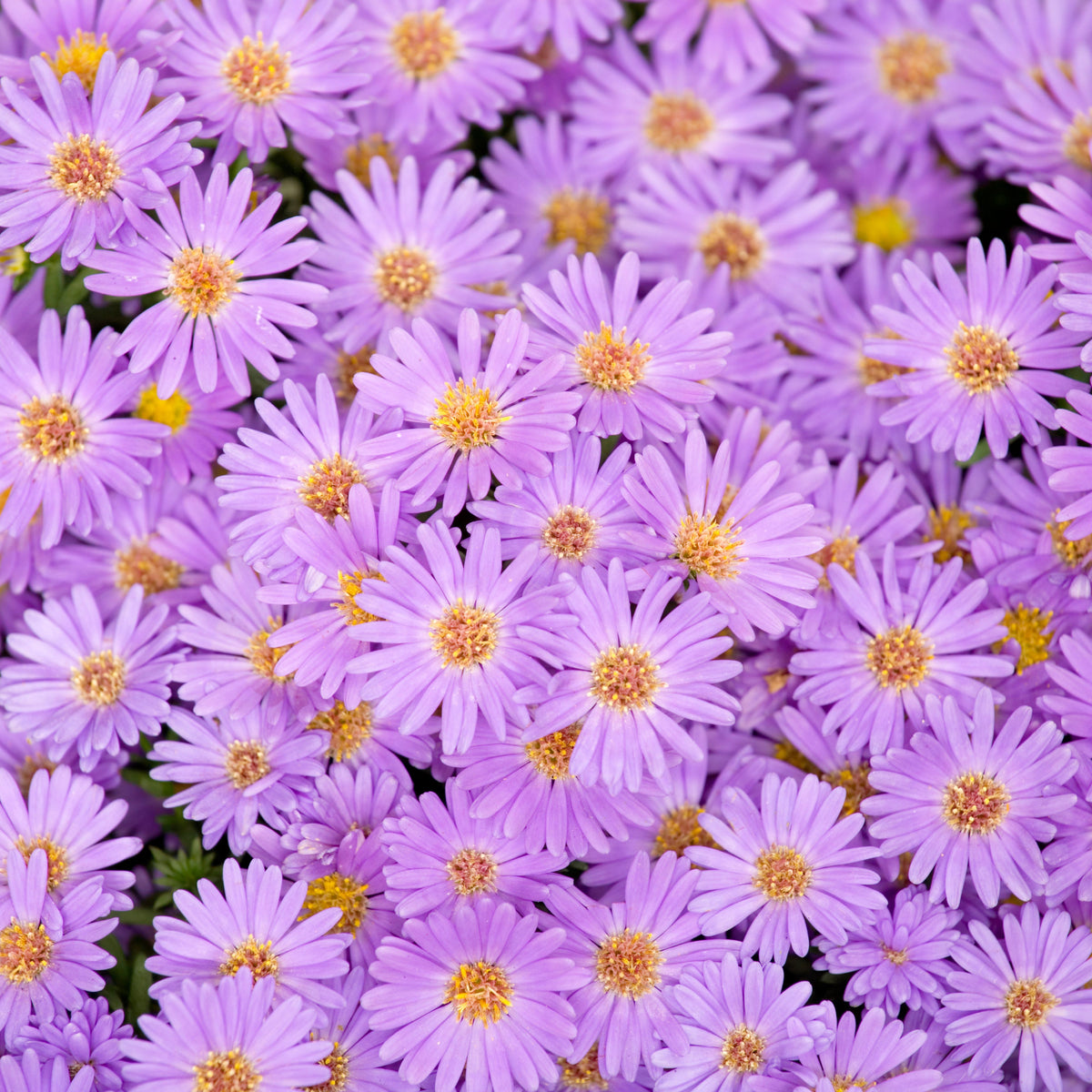 Aster Dumosus(Bushy Aster) Seeds - Colorful Autumn Blooms, 20 seeds