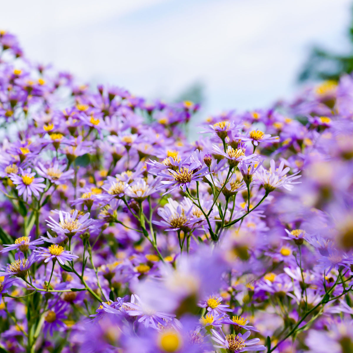 Aster Dumosus(Bushy Aster) Seeds - Colorful Autumn Blooms, 20 seeds
