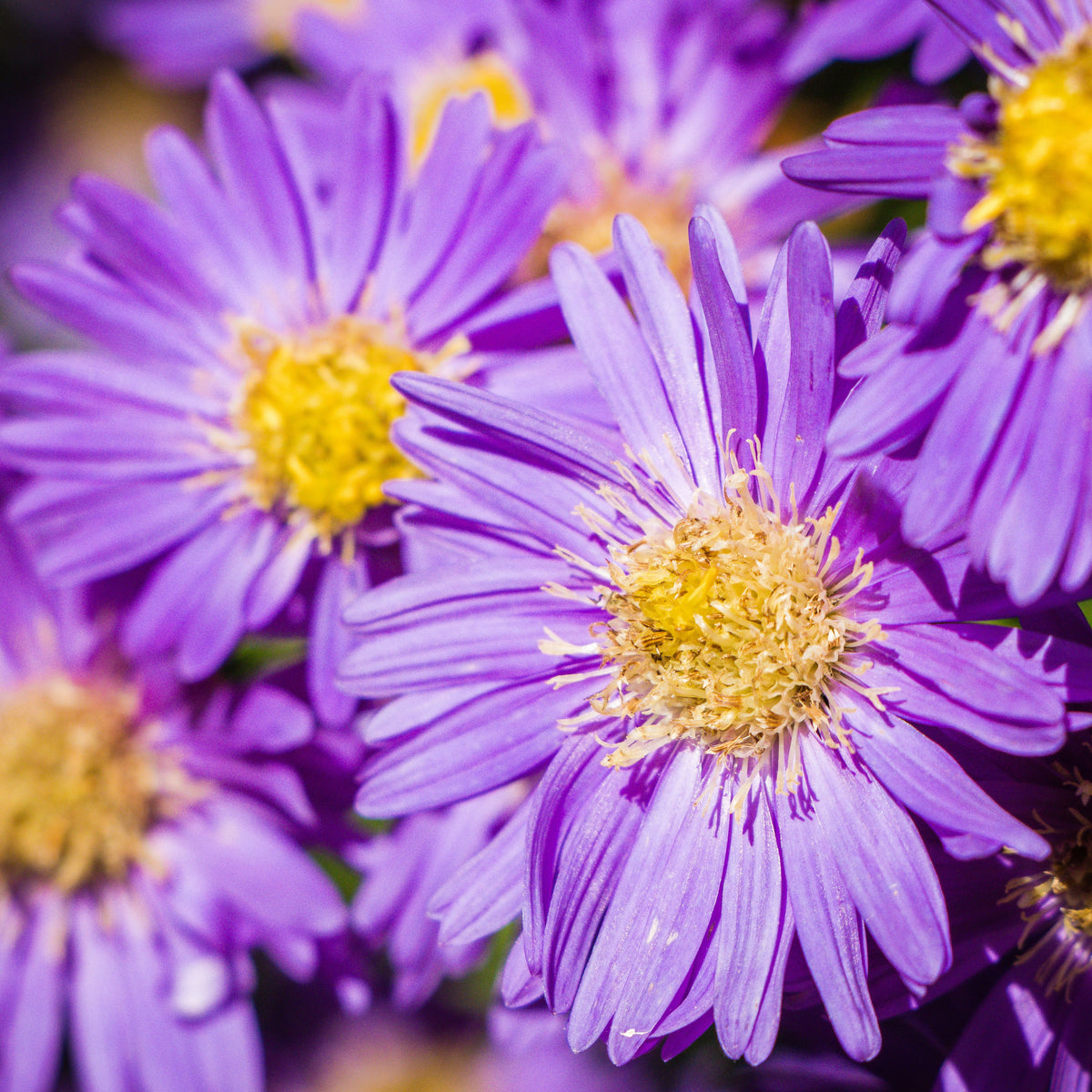 Aster Dumosus(Bushy Aster) Seeds - Colorful Autumn Blooms, 20 seeds