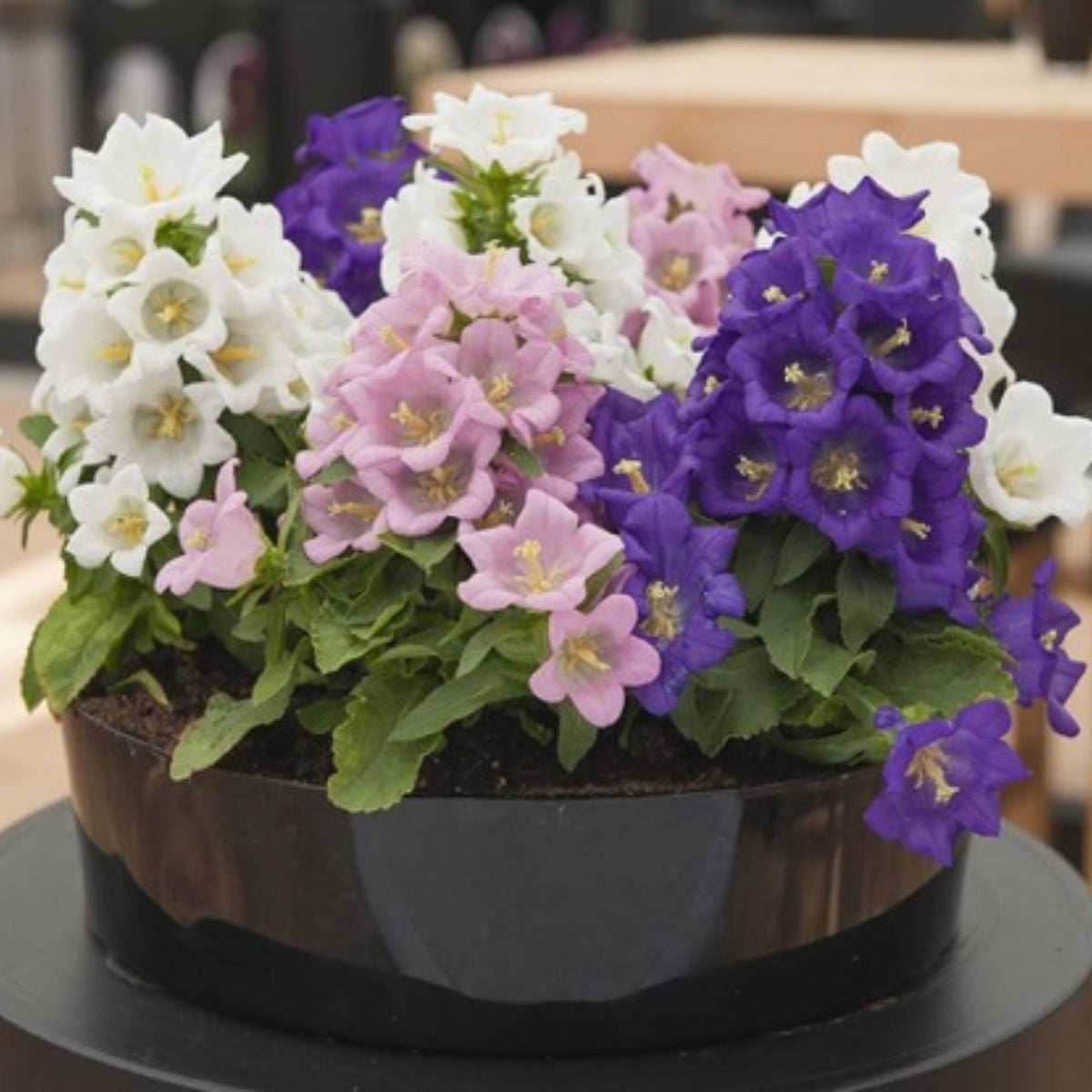 20s| Cup & Saucer Mixture Campanula Seeds - Bellflowers Seeds – Heirloom, Non-GMO, Easy to Grow Perennial, Perfect for Borders, Rock Gardens, Cottage Gardens, and Pollinator-Friendly Landscapes#8049