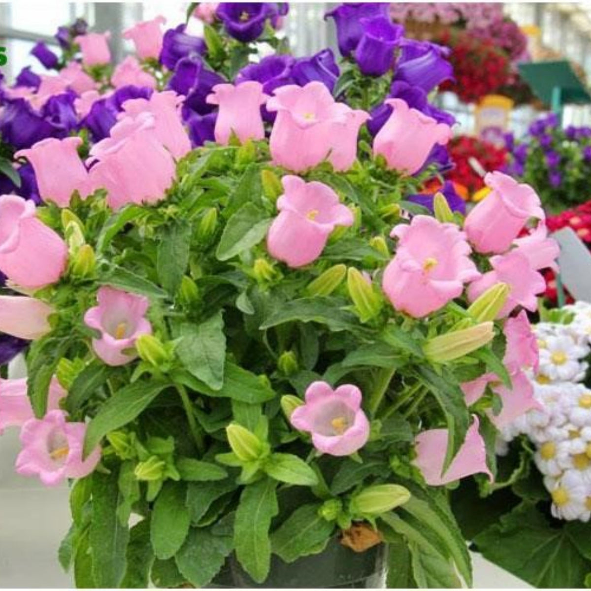 20s| Cup & Saucer Mixture Campanula Seeds - Bellflowers Seeds – Heirloom, Non-GMO, Easy to Grow Perennial, Perfect for Borders, Rock Gardens, Cottage Gardens, and Pollinator-Friendly Landscapes#8049