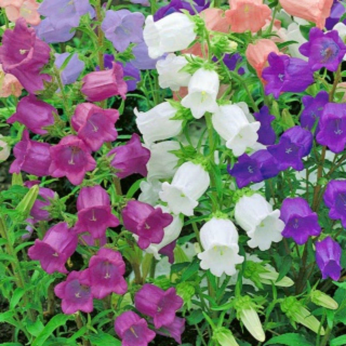 20s| Cup & Saucer Mixture Campanula Seeds - Bellflowers Seeds – Heirloom, Non-GMO, Easy to Grow Perennial, Perfect for Borders, Rock Gardens, Cottage Gardens, and Pollinator-Friendly Landscapes#8049