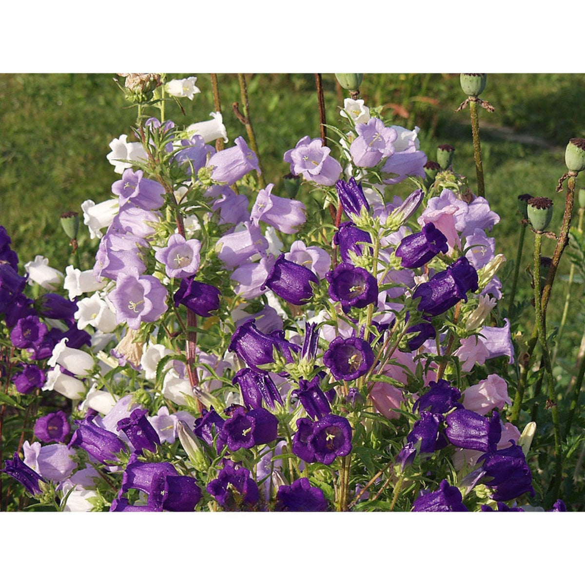 20s| Cup & Saucer Mixture Campanula Seeds - Bellflowers Seeds – Heirloom, Non-GMO, Easy to Grow Perennial, Perfect for Borders, Rock Gardens, Cottage Gardens, and Pollinator-Friendly Landscapes#8049