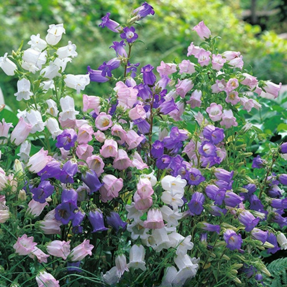 20s| Cup & Saucer Mixture Campanula Seeds - Bellflowers Seeds – Heirloom, Non-GMO, Easy to Grow Perennial, Perfect for Borders, Rock Gardens, Cottage Gardens, and Pollinator-Friendly Landscapes#8049