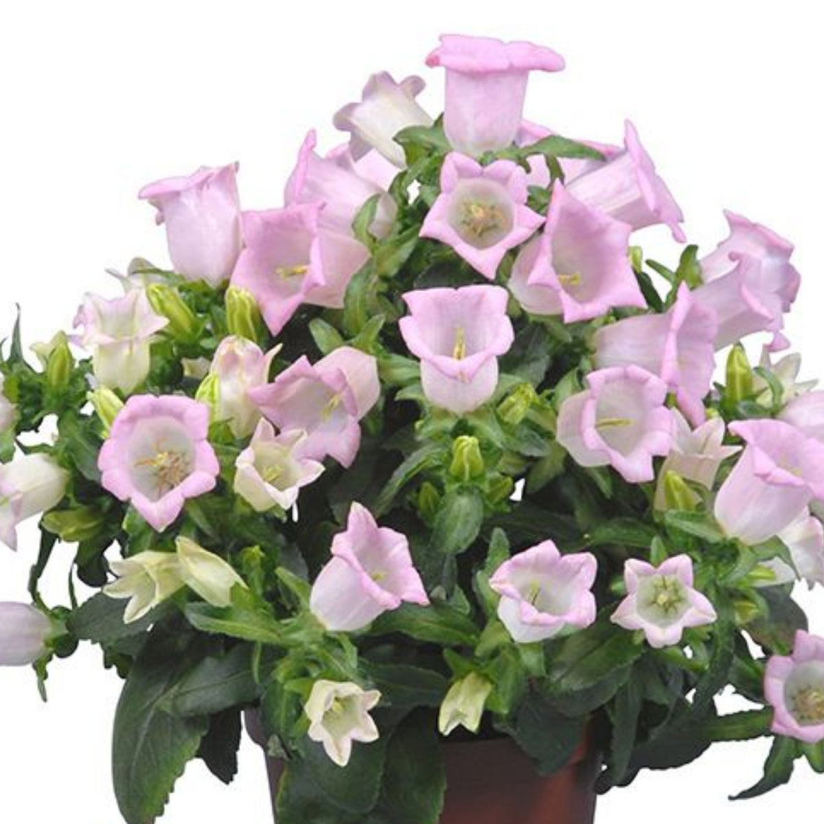 20s| Cup & Saucer Mixture Campanula Seeds - Bellflowers Seeds – Heirloom, Non-GMO, Easy to Grow Perennial, Perfect for Borders, Rock Gardens, Cottage Gardens, and Pollinator-Friendly Landscapes#8049