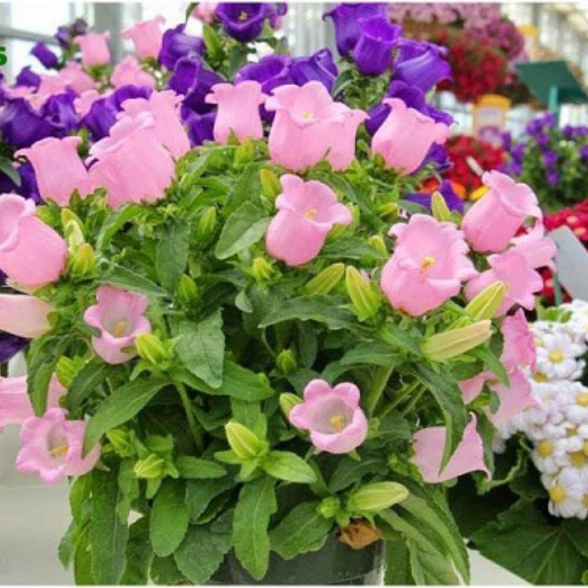 20s| Cup & Saucer Mixture Campanula Seeds - Bellflowers Seeds – Heirloom, Non-GMO, Easy to Grow Perennial, Perfect for Borders, Rock Gardens, Cottage Gardens, and Pollinator-Friendly Landscapes#8049