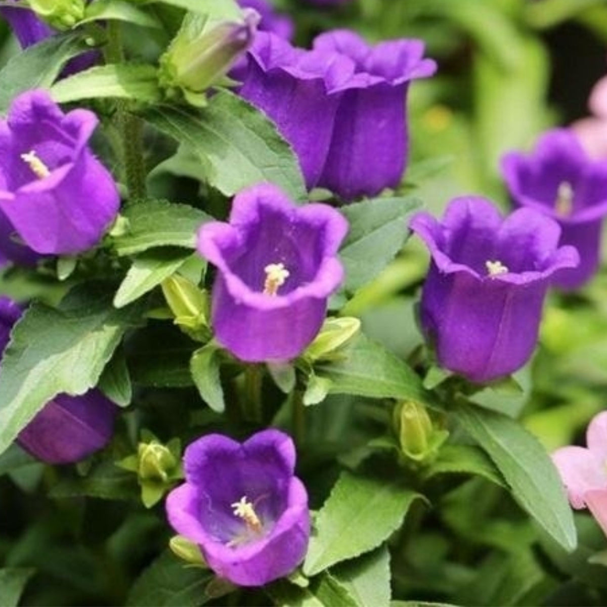 20s| Cup & Saucer Mixture Campanula Seeds - Bellflowers Seeds – Heirloom, Non-GMO, Easy to Grow Perennial, Perfect for Borders, Rock Gardens, Cottage Gardens, and Pollinator-Friendly Landscapes#8049