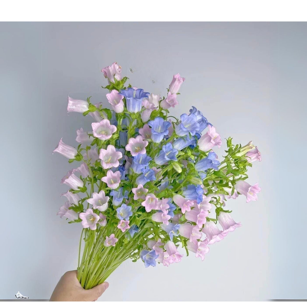 20s| Campanula Seeds - Cup & Saucer Mixture Seeds – Heirloom, Non-GMO, Easy to Grow Perennial, Perfect for Borders, Rock Gardens, Cottage Gardens, and Pollinator-Friendly Landscapes#8049