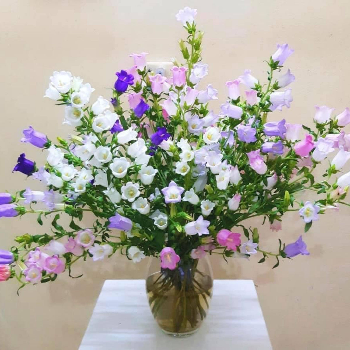 20s| Campanula Seeds - Cup & Saucer Mixture Seeds – Heirloom, Non-GMO, Easy to Grow Perennial, Perfect for Borders, Rock Gardens, Cottage Gardens, and Pollinator-Friendly Landscapes#8049