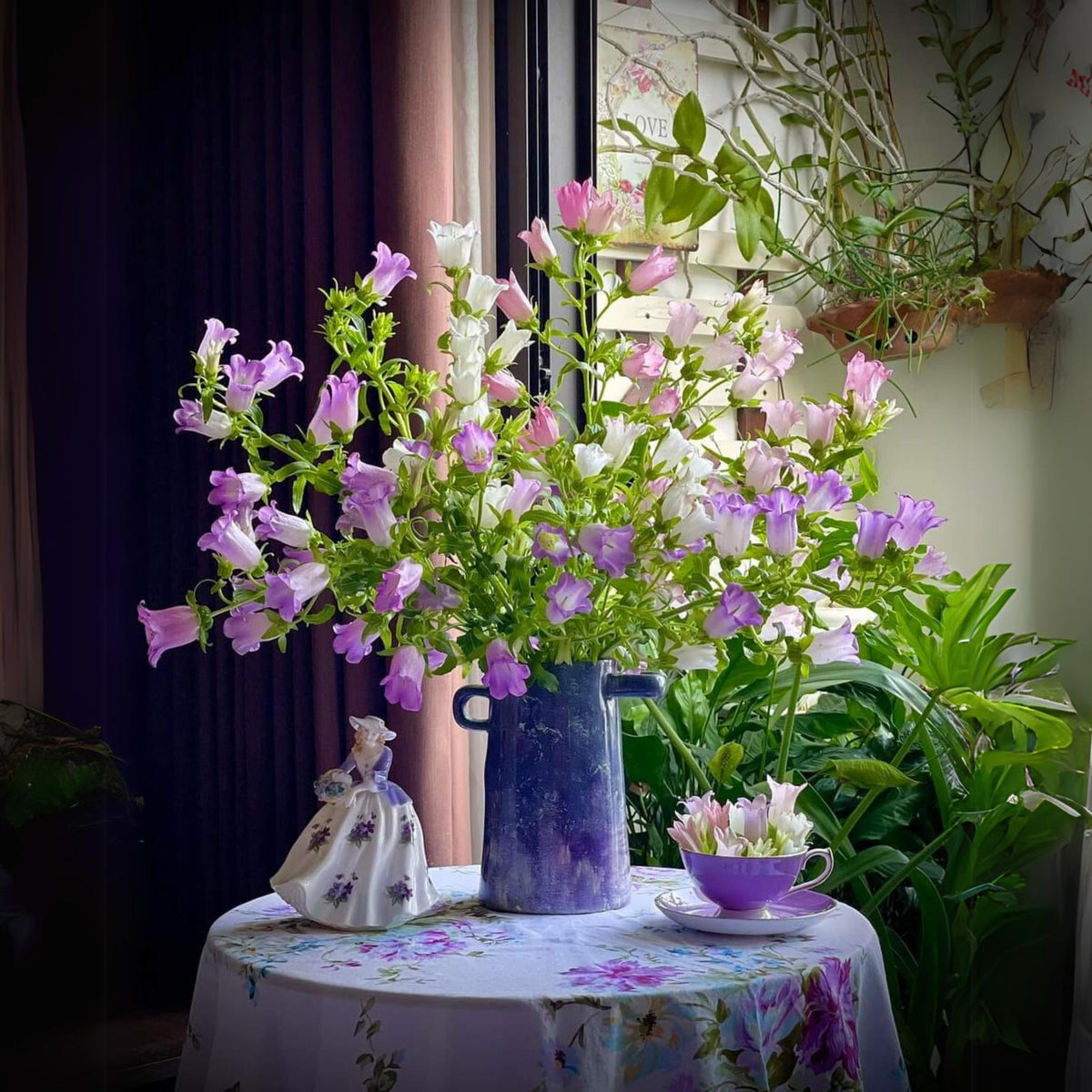 20s| Campanula Seeds - Cup & Saucer Mixture Seeds – Heirloom, Non-GMO, Easy to Grow Perennial, Perfect for Borders, Rock Gardens, Cottage Gardens, and Pollinator-Friendly Landscapes#8049