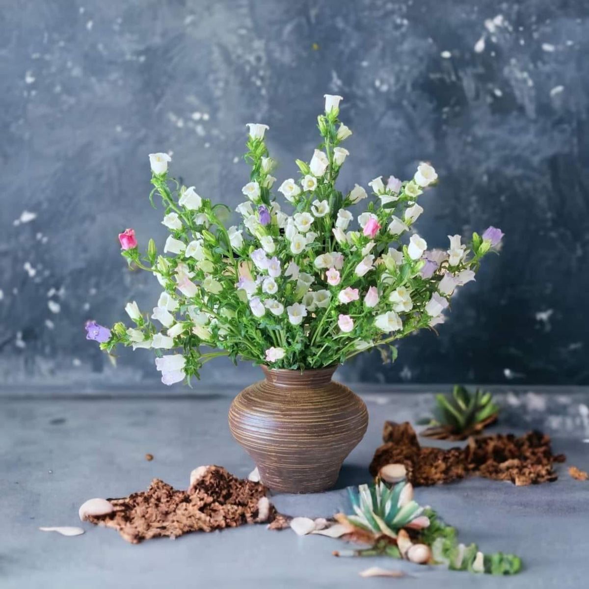 20s| Campanula Seeds - Cup & Saucer Mixture Seeds – Heirloom, Non-GMO, Easy to Grow Perennial, Perfect for Borders, Rock Gardens, Cottage Gardens, and Pollinator-Friendly Landscapes#8049