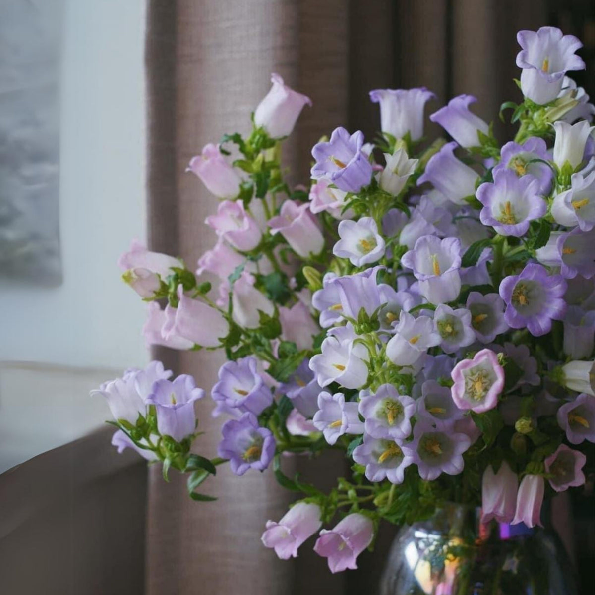 20s| Cup & Saucer Mixture Campanula Seeds - Bellflowers Seeds – Heirloom, Non-GMO, Easy to Grow Perennial, Perfect for Borders, Rock Gardens, Cottage Gardens, and Pollinator-Friendly Landscapes#8049